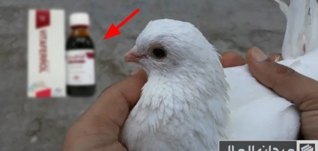 علاج أمراض الحمام بالأدوية البشرية علاج أمراض الحمام