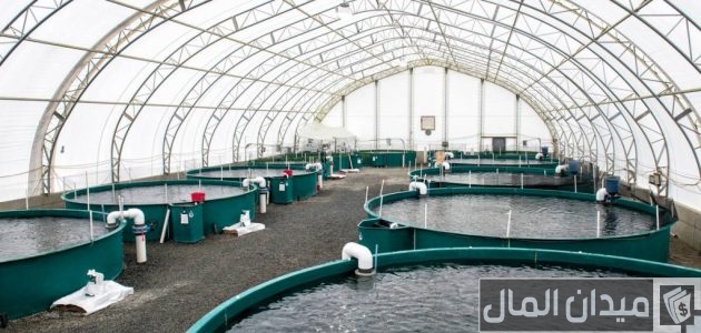 دليل تربية الأسماك في المزارع الصغيرة 2025: خطوات البدء وتحقيق أرباح مستمرة كيفية تربية الأسماك في المزارع الصغيرة