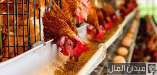 ما هي مراحل تصنيع اعلاف الدواجن مراحل تصنيع اعلاف الدواجن