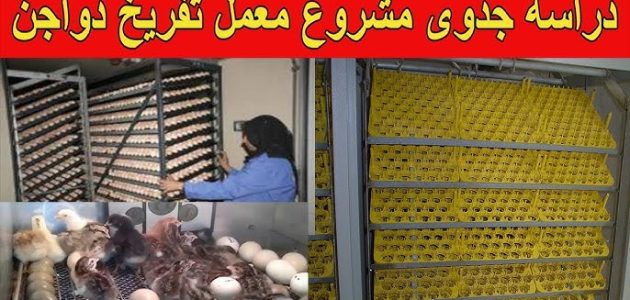 دراسة جدوى مشروع معمل تفريخ دواجن مشروع معمل تفريخ دواجن