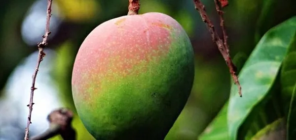 ما هي مواعيد زراعة شتلات المانجو وتسميدها مواعيد زراعة شتلات المانجو
