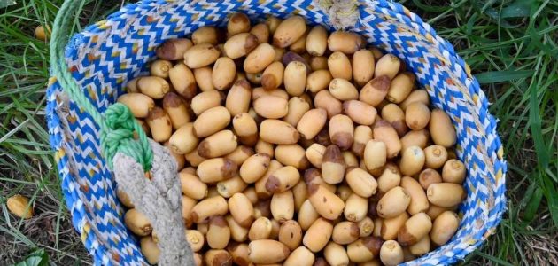 موسم التمور ينطلق في السعودية: الرياض تتصدر بـ80 صنفاً مميزاً موسم التمور ينطلق في السعودية: الرياض تتصدر بـ80 صنفاً مميزاً